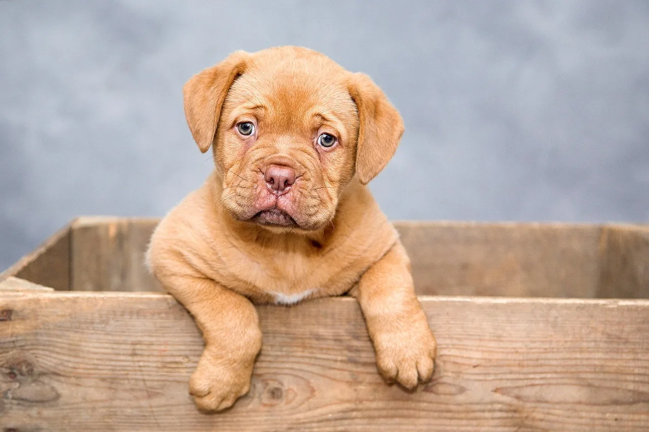 Salida laboral del Auxiliar en Nutrición Canina: ¿dónde trabajar?